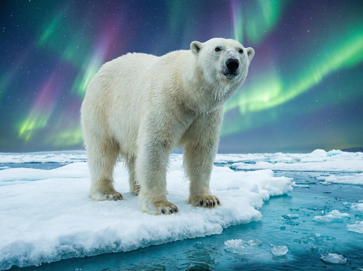 母狗北极熊视频